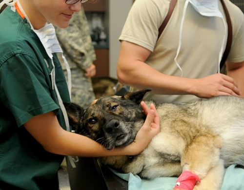 ¿Cuánto cuesta operar a un perro en California?